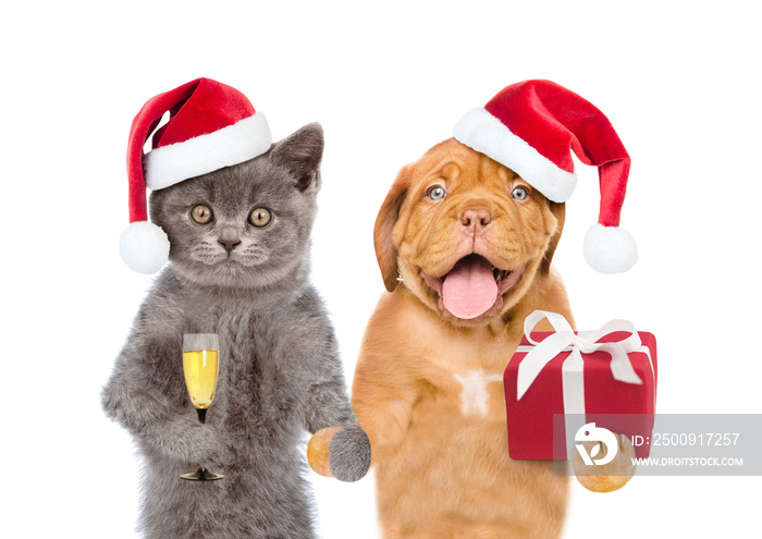 Funny puppy and kitten in red christmas hats with gift box and glass of champagne. isolated on white