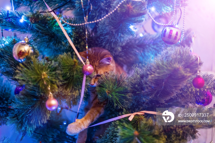 Cat on Christmas tree. Naughty cute kitten.