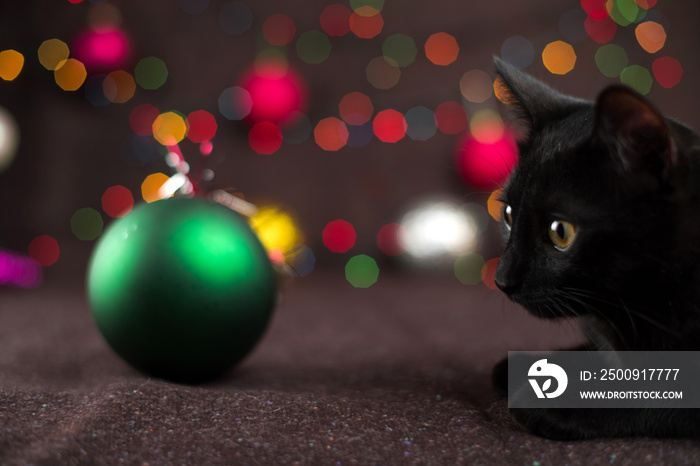 Black kitten near Christmas decorations and luminous garlands. Selective focus.