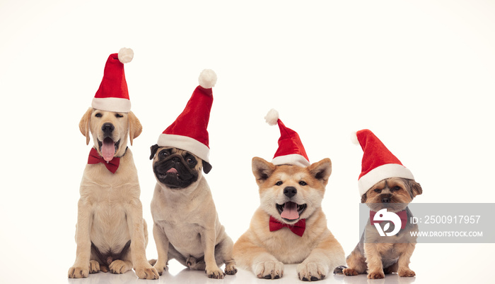 panting group of little santa claus dogs wearing christmas hats