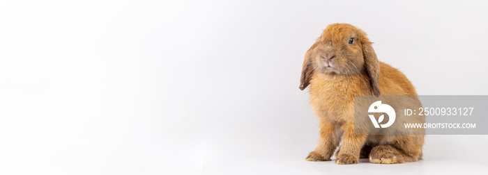 Healthy lovely baby bunny easter brown rabbit on white background. Cute fluffy rabbit on white background Lovely mammal with beautiful bright eyes in nature life. Easter Animal symbol concept.