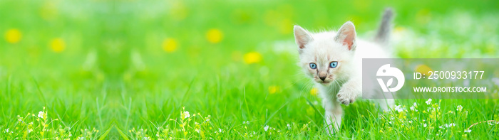 Portrait of a cute kitten walking on green grass. Sunny day outdoors from low angle view. Web banner with copy space.