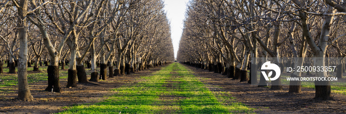 Fruit Orchard in Winters, Yolo County, California, USA.