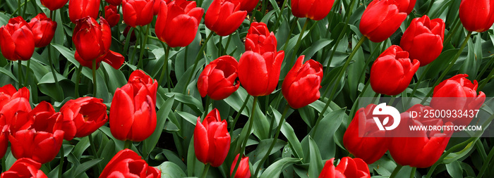 Beautiful spring flowers color garden backround. Group of red tulips in the park wide banner or panorama.