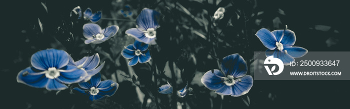 Beautiful blue flowers of Veronica chamaedrys (germander speedwell, bird’s-eye speedwell, cat’s eyes) - herbaceous perennial species of flowering plant in the plantain family Plantaginaceae background