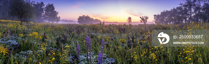 Twilight on a field covered with flowers in summer morning with fog.