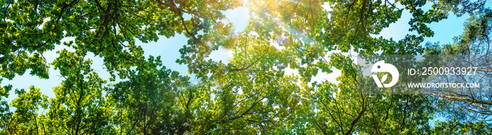 Sunny day trees and sky. Selective focus.