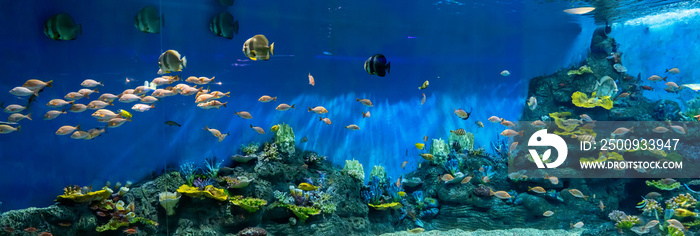 Fish and landscape in the aquarium