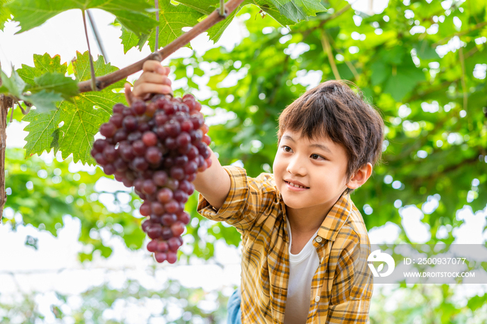 小男孩观察葡萄