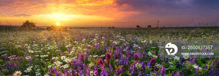 Beautiful summer sunrise over wild flowers meadow