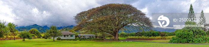 Panoramic view a beautiful tree in northern Oahu Hawaii