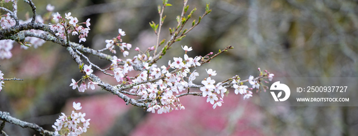 Beautiful Yoshino Sakura Cherry Blossom is blooming with sprout in Alishan National Forest Recreation Area in Taiwan.