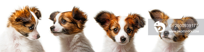 cute papillon puppies isolated over white