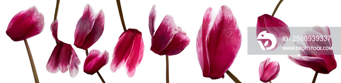 Cyclamen flowers collection isolated on transparent background.