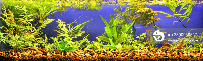 Aquarium with algae and soil stones without fish, beauty, hobby and enjoyment for humans.