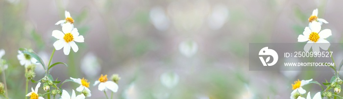 white daisies blooming, soft focus, banner