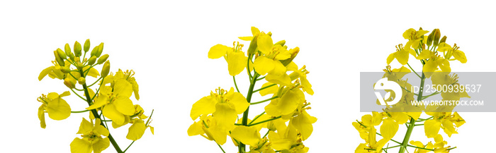 Canola flower isolated. Yellow rape flowers for healthy food oil on field. Rapeseed plant, Canola rapeseed for green energy. Brassica napus flowers.