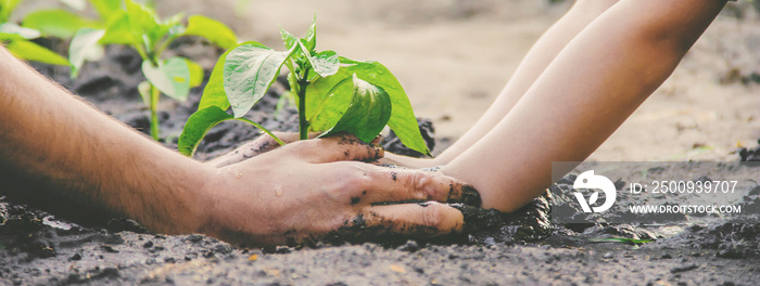 A child plants a plant in the garden. Selective focus.