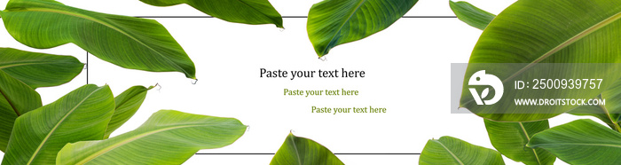 green banana leaf  border on white background