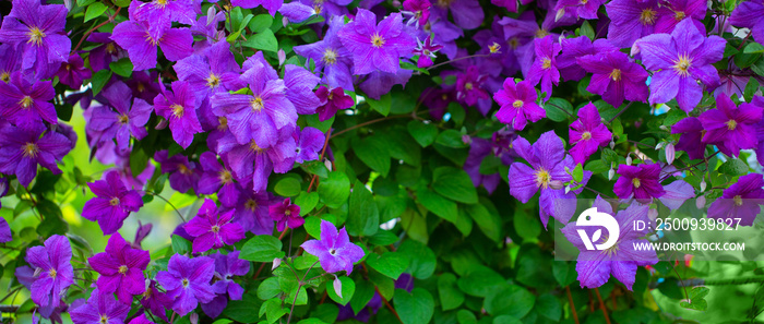 Purple purple clematis flowers. Abstract natural background.