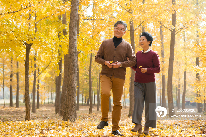 在银杏林散步的老年夫妻