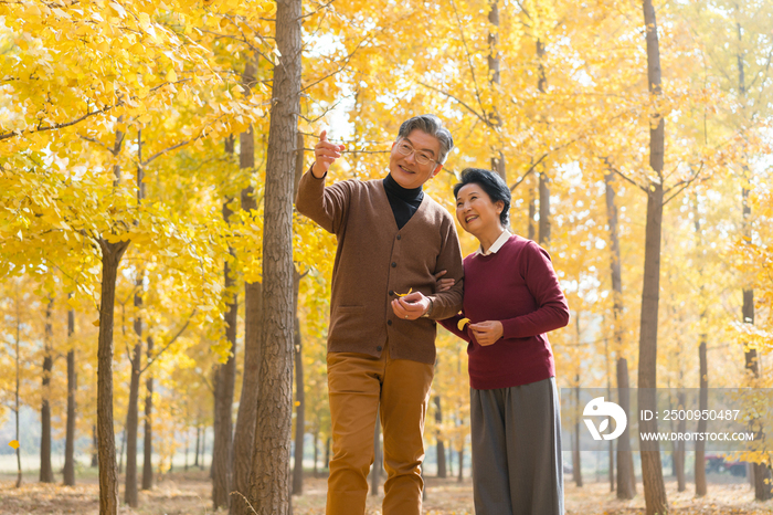 在银杏林散步的老年夫妻