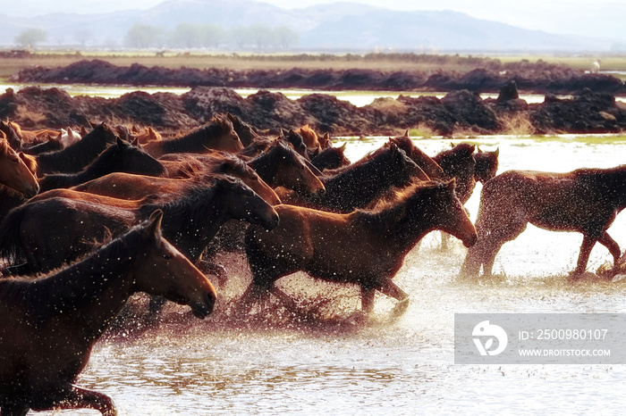 Close up herd of wild horses running in water over countryside landscape