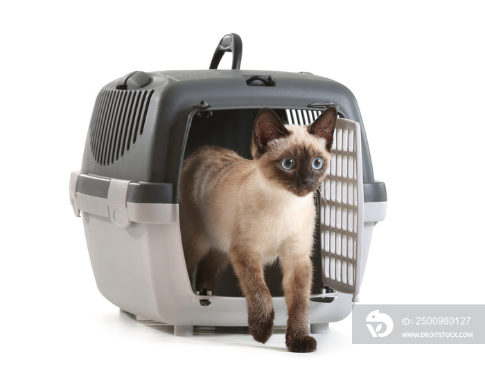 Cute Thai cat in carrier on white background