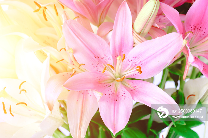 Pink lily bright sunny day, background, flowers close up, pistil and stamens.