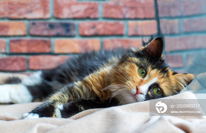 Long-haired kitten calico type cat.