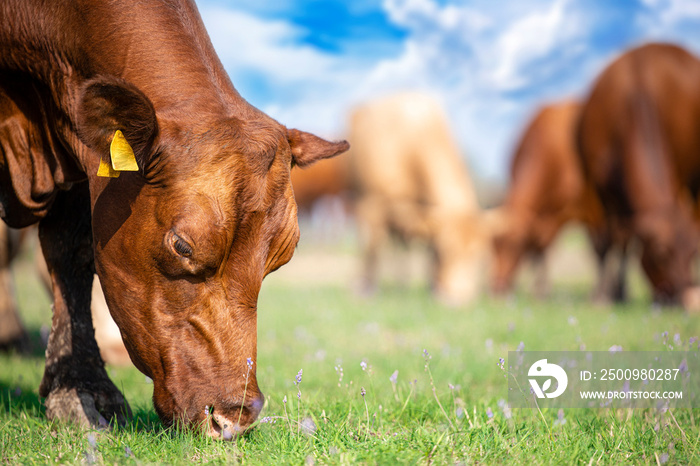 Cows eating grass on a sunny day with beautiful scenery. Close up view of healthy cow grazing outdoor in the field.