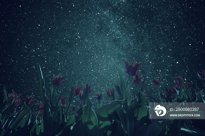Stars and night tulips field