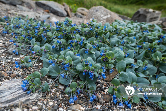 Oysterplant - Mertensia maritima, beautiful rare blue flower from Atlantic islands, Runde, Norway.