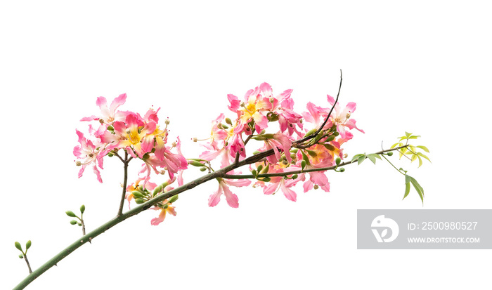 pink silk floss tree flower isolated on white background