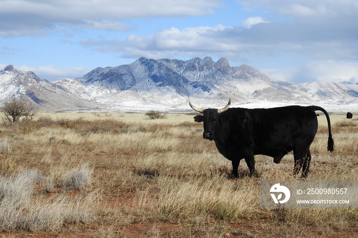 Black bull roaming the open range along highway 186, Cochise County, Arizona.