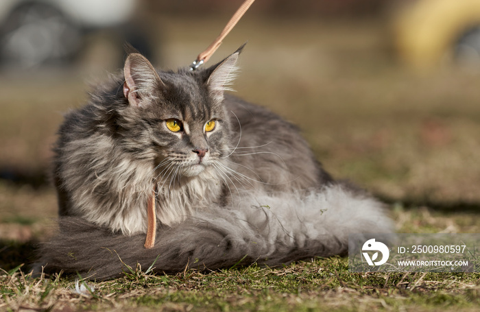 Gray tabby Maine Coon cat with leash wandering in backyard. Young cute female cat wearing a harness go on lawn having lifted tail. Pets walking outdoor adventure on green grass in park.