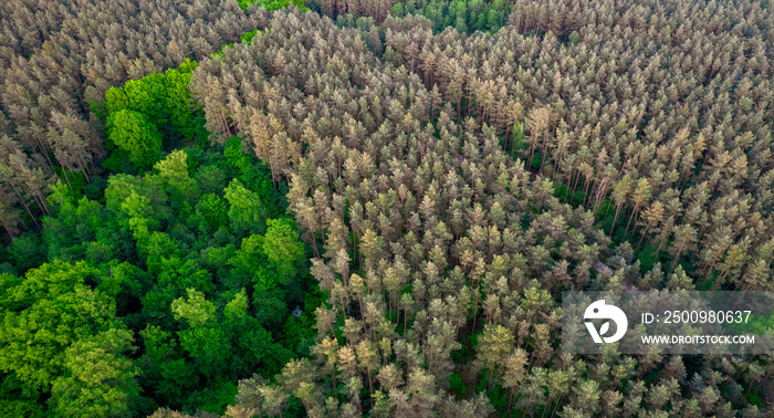 aerial view of green forest from top. drone photography.