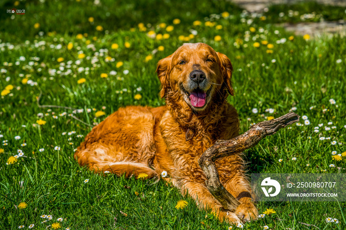 Beautiful brown dog playing with a dry tree branch on green garden full of flowers during a spring sunny day - Image