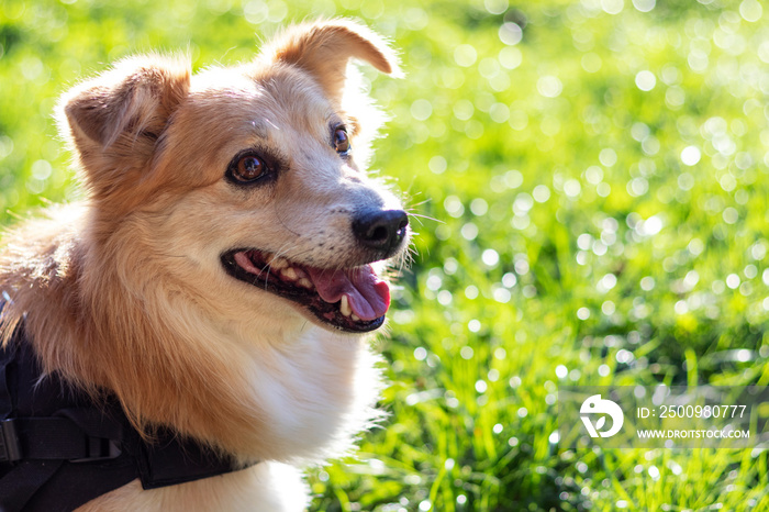 Orange-tawny beautiful dog on a green sunny lawn. With copy space.