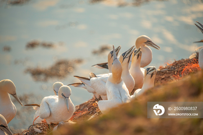 Wild nesting north Atlantic gannets at island Helgoland, biggest rookery in Germany, female is taking care about young chicks, summer, sunset colors.