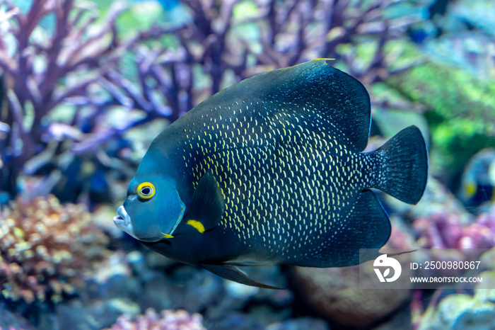 French angelfish (Pomacanthus paru) a large ornamental fish from Atlantic Ocean