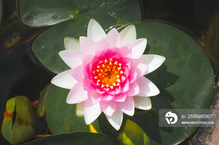 beautiful pink lotus flower in pond. aquatic water lily fresh nature flower blooming background outdoors in garden top view with sunlight.