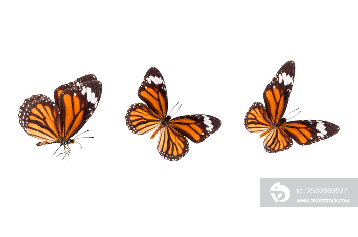 Beautiful butterflies isolated on white background