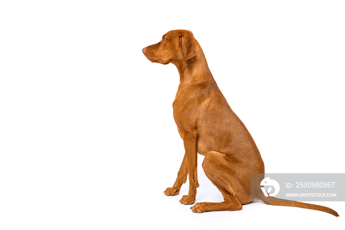 Gorgeous hungarian vizsla sitting studio portrait. Full body side view hunting dog isolated over white background.