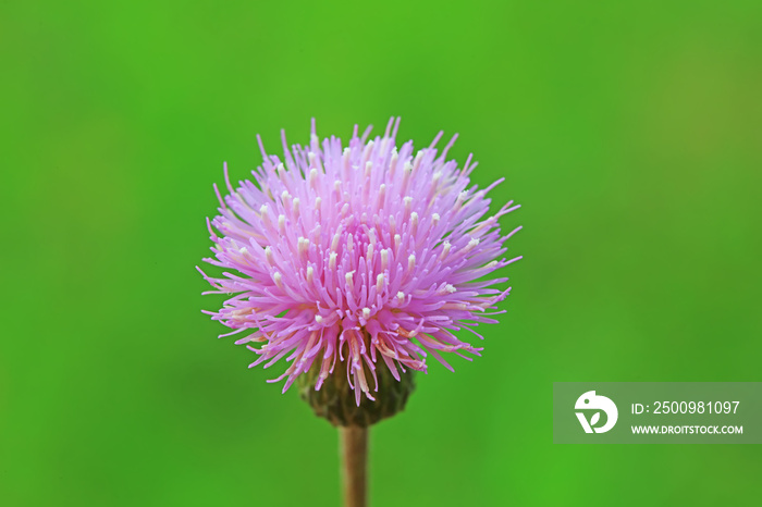 Beautiful thistle flowers on a green background