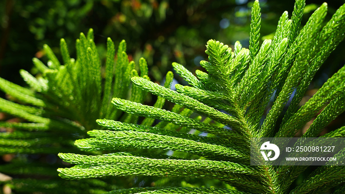 Natural green plant background .coniferous branches and leaves of Japanese cedar. needles growing up subtropical trees. composition of young branches. cryptomeria