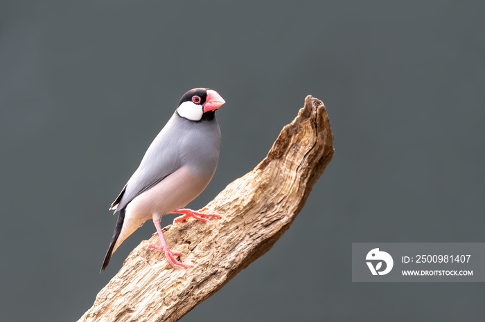 Adult Java sparrow