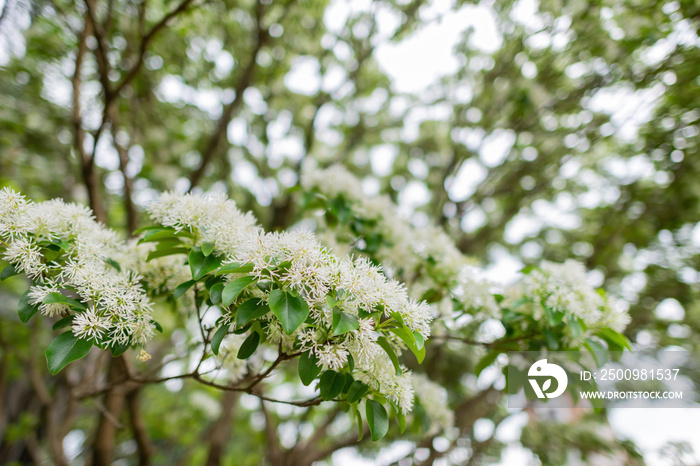 Close up shot of Chionanthus virginicus blossom