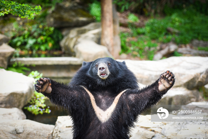 Black bear with chest The V shape is white wool - Asiatic black bear standing and relax in the summer