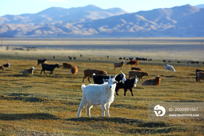 Herd of goats and sheeps in meadow for agriculture at Mongolian